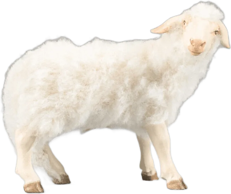 Sheep with wool white, head turned right – nativity figure by Original Heide